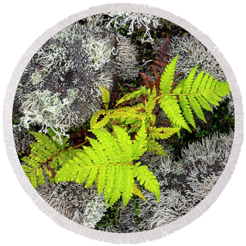 Fern Round Beach Towel featuring the photograph Fern and Lichen by Christopher Johnson
