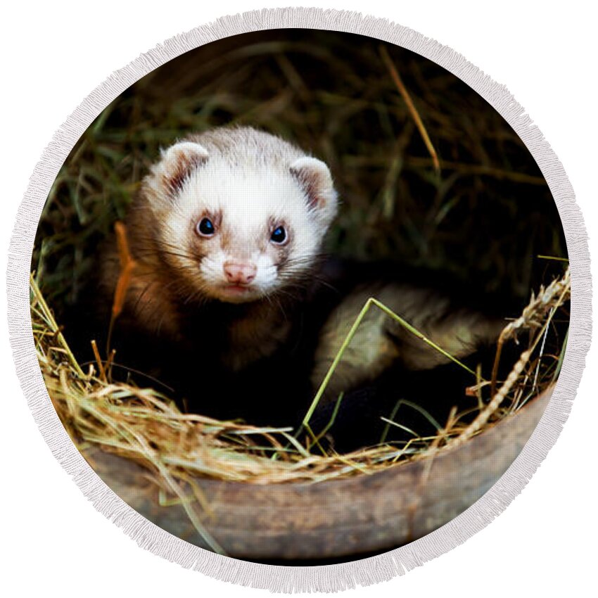Ferret; Polecat; White; Breed; Gorgeous; Mammal; View; Brown; Beast; Shot; Creature; Carnivore; Male; People; Mustela; Furo; One; Posing; Fluffy; Fuzzy; Portrait; Hunter; Cute; Beige; Funny; Reaching; Putorius; Young; Predator; Playful; Ratter; Attentive; Looking; Furry; Background; Nature; Pet; Alone; Vertebrate; Animal Round Beach Towel featuring the photograph Ferret home in flower pot by Simon Bratt