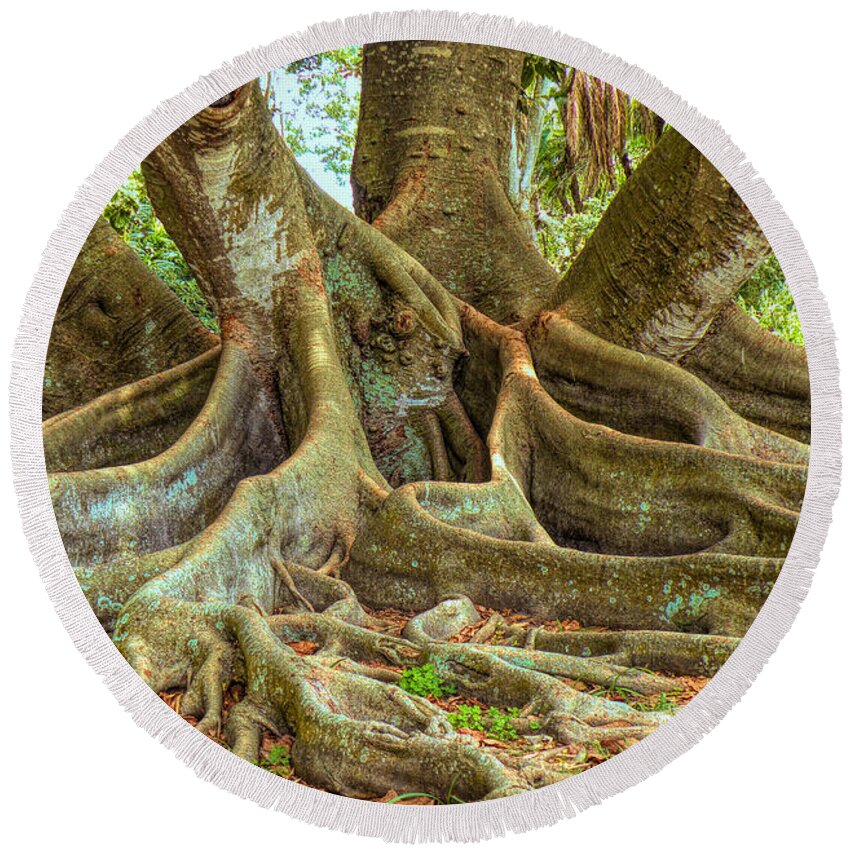 Roots Round Beach Towel featuring the photograph Ficus Roots by Rosalie Scanlon