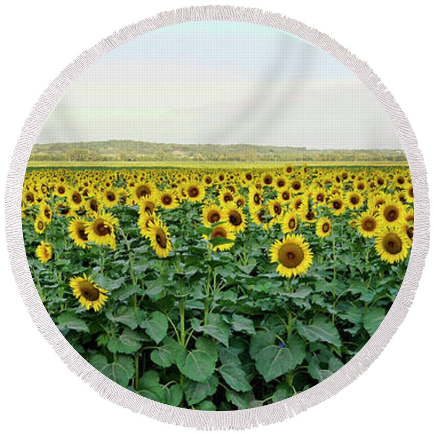 Sunflowers Round Beach Towel featuring the photograph Field of Flowers by Cricket Hackmann