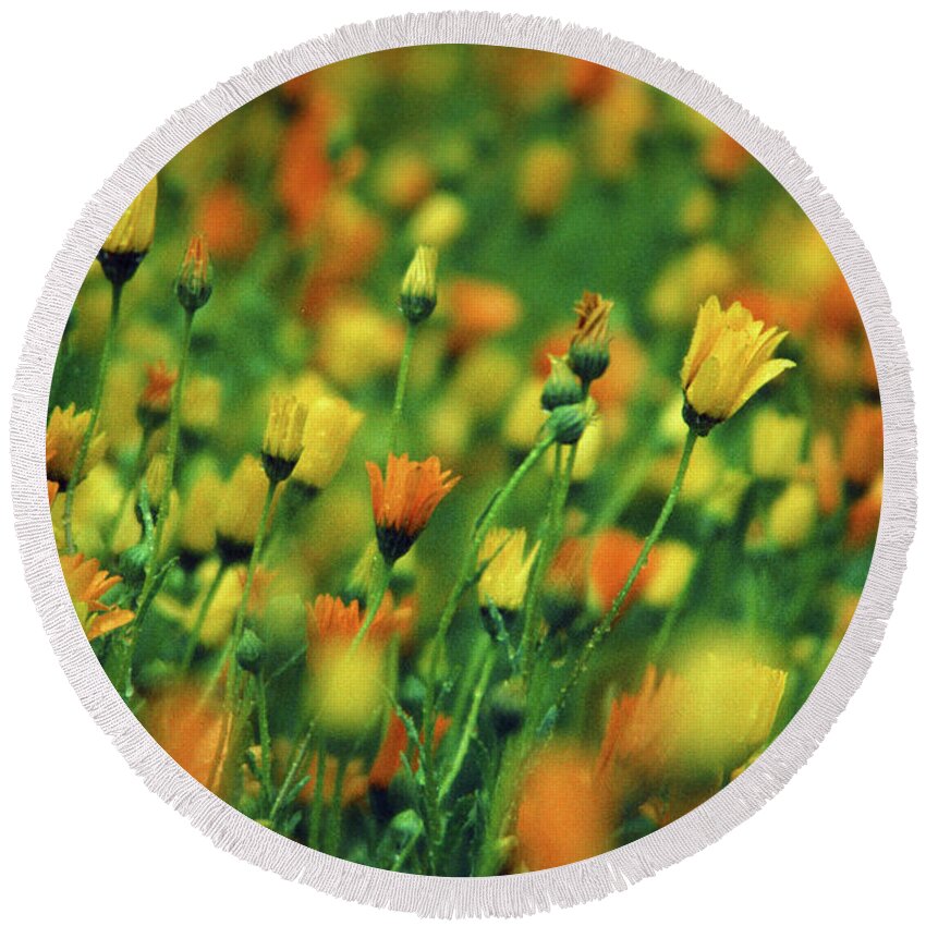 Anther Round Beach Towel featuring the photograph Field of Orange and Yellow Daisies by Rick Bures