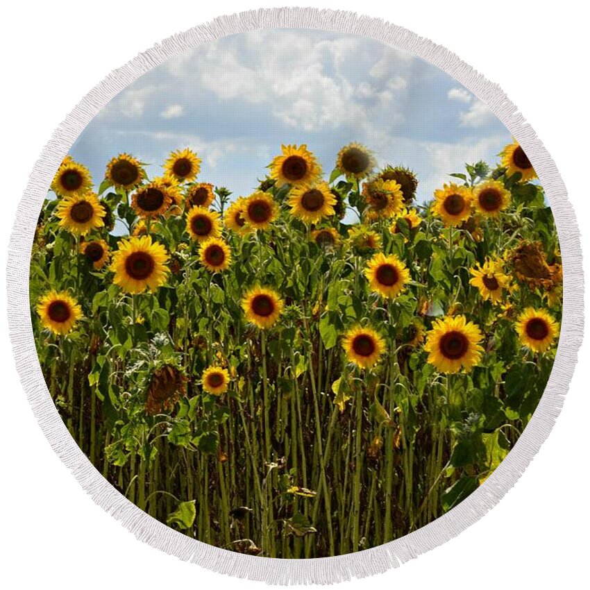 Sunflower Round Beach Towel featuring the photograph Fields of Gold by Carolyn Mickulas