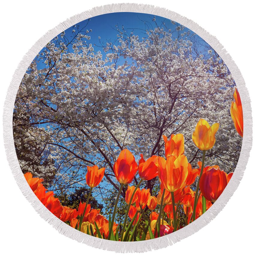 America Round Beach Towel featuring the photograph Fiery Tulips by Inge Johnsson
