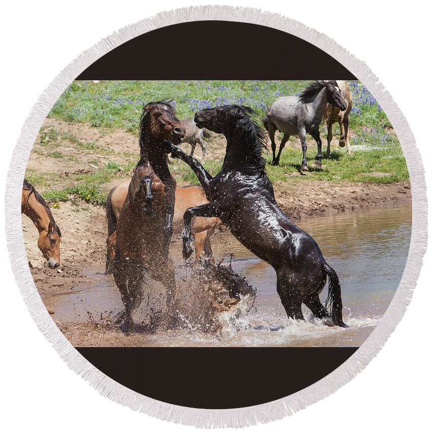 Wild Stallions Round Beach Towel featuring the photograph Fight at the Water Hole Wild Stallions by Mark Miller