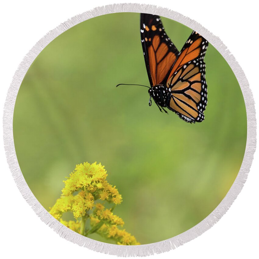 Butterfly Round Beach Towel featuring the photograph Flit Approach by Art Cole