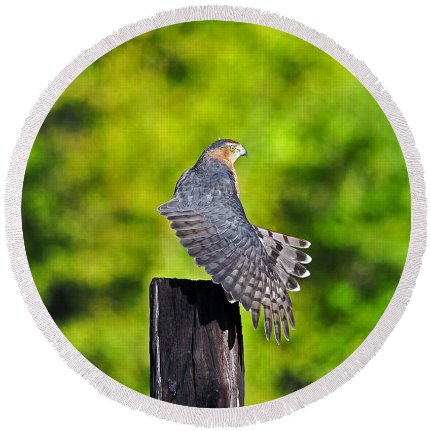 Red Shouldered Hawk Round Beach Towel featuring the photograph Fine Feathers by Al Powell Photography USA