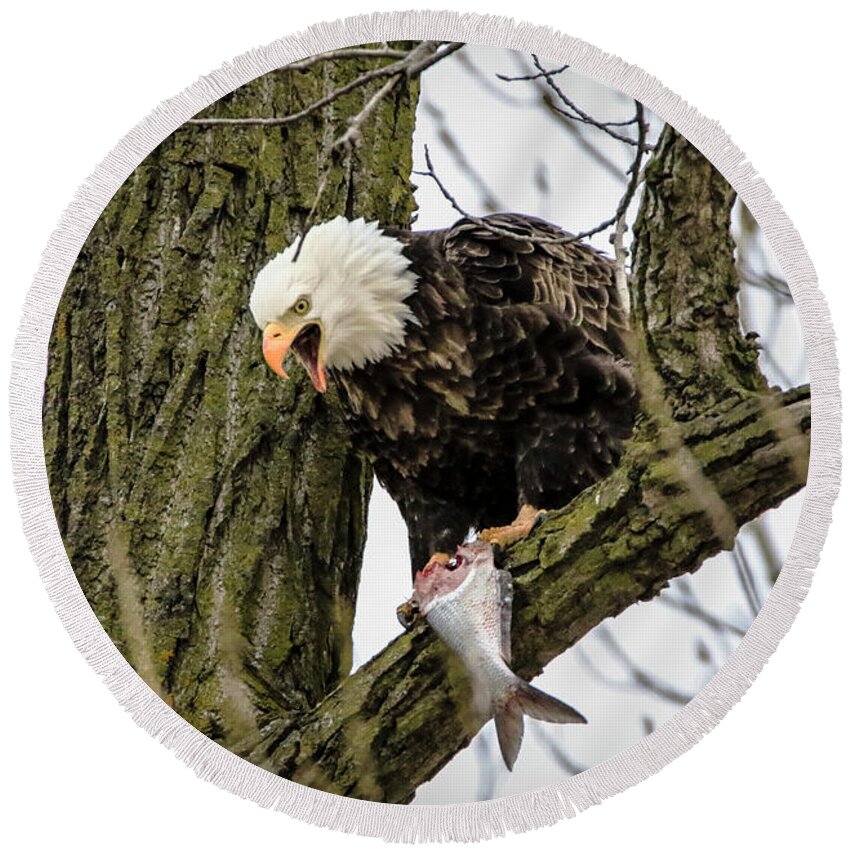 Bald Eagle Round Beach Towel featuring the photograph Fish For Dinner by Ray Congrove