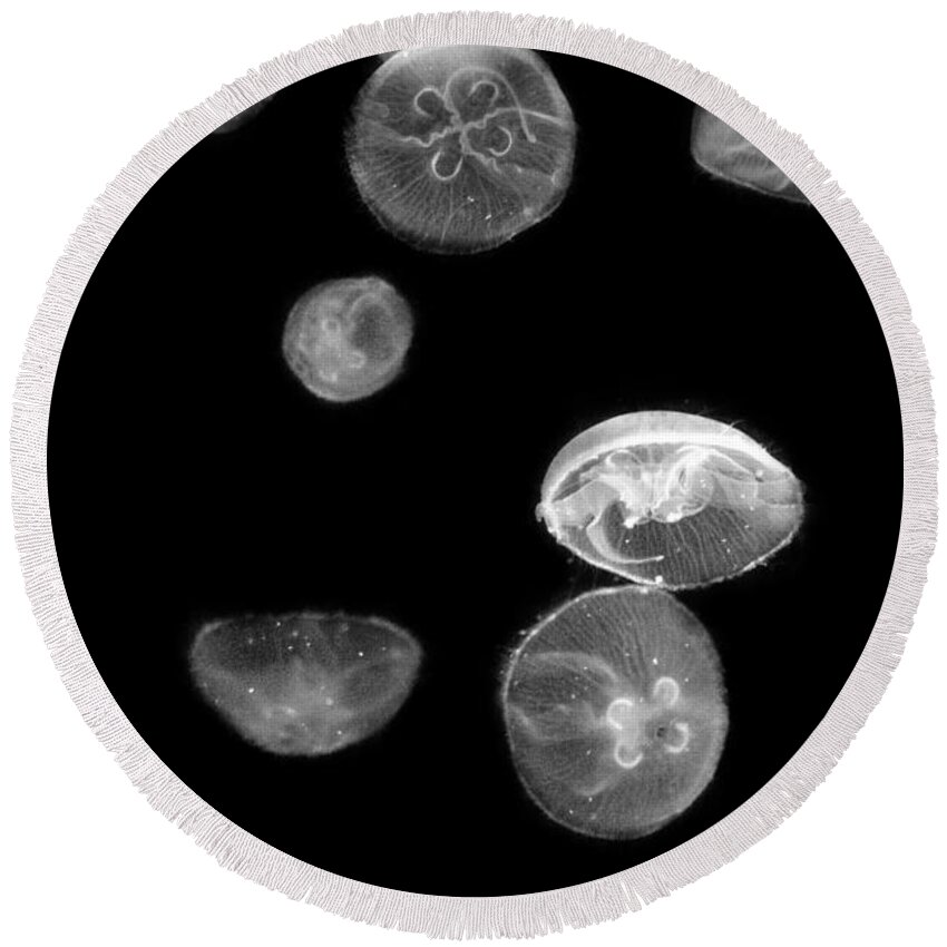 Jellies Round Beach Towel featuring the photograph Fish - Reach for the moon by Mike Savad