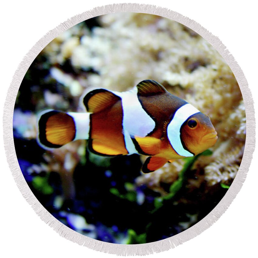 Fish Round Beach Towel featuring the photograph Fish stripes Clownfish by Toni Hopper