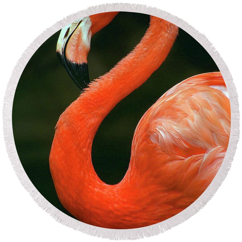 Flamingo Round Beach Towel featuring the photograph Flamingo by Ted Keller