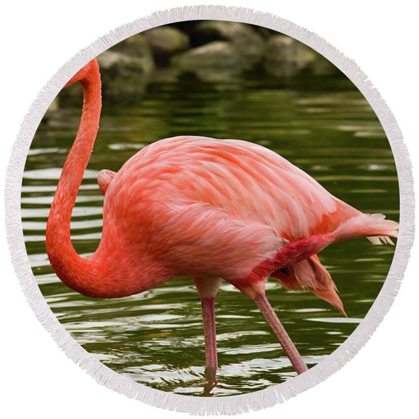 Flamingo Round Beach Towel featuring the photograph Flamingo Wades by Nicole Lloyd