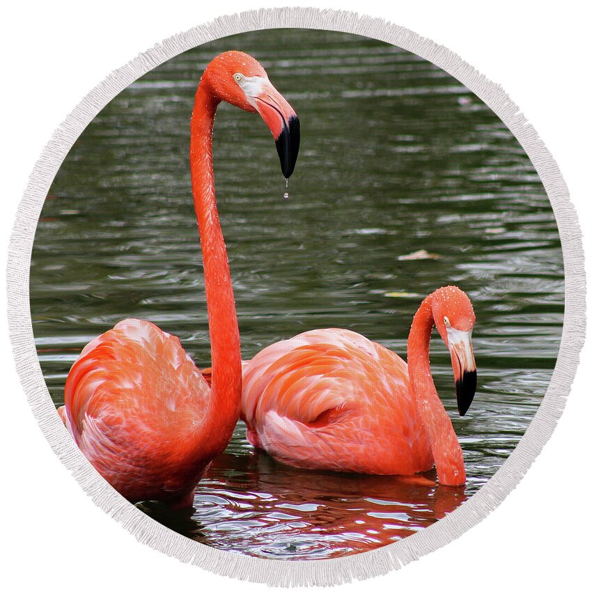 Flamingos Round Beach Towel featuring the photograph Flamingos by Holly Ross