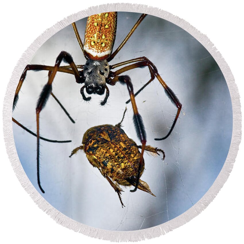 Golden Silk Orb-weaver Round Beach Towel featuring the photograph Flew In For Dinner by Christopher Holmes
