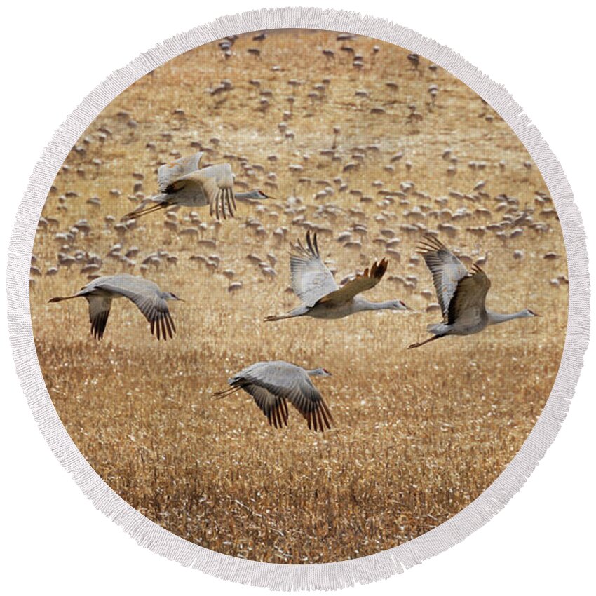 Sandhill Cranes Round Beach Towel featuring the photograph Flight Across the Sandhills by Susan Rissi Tregoning