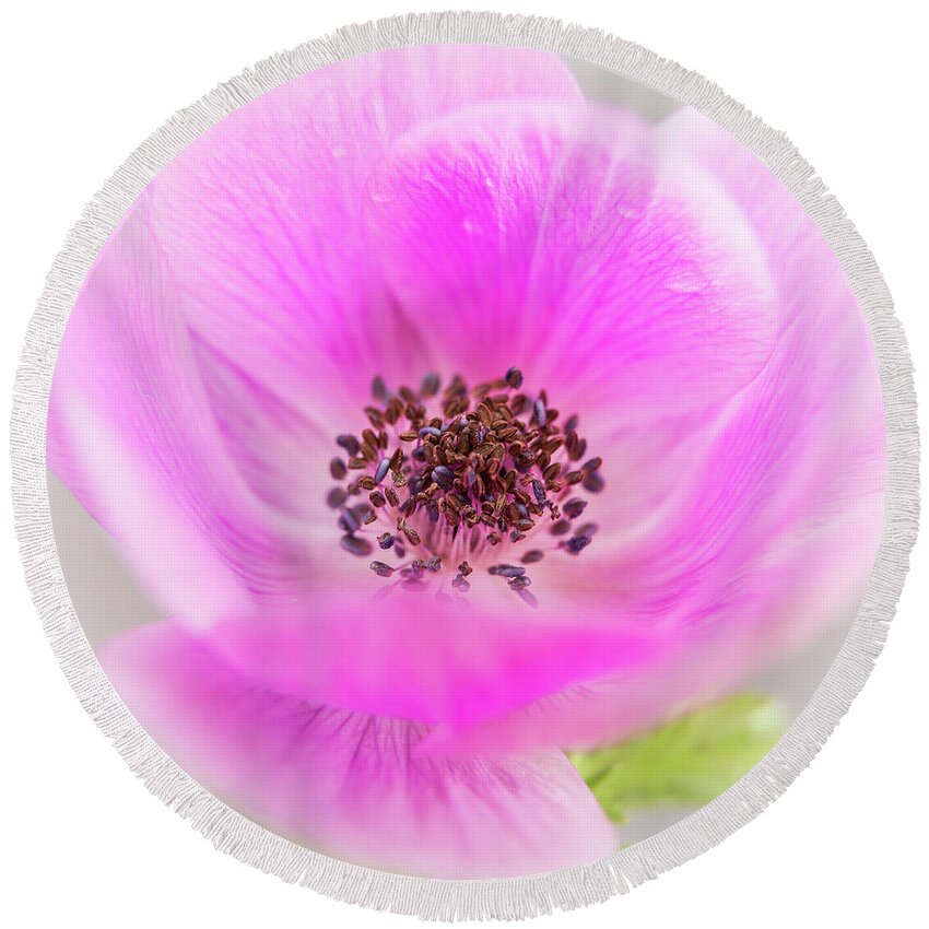 Anemone Round Beach Towel featuring the photograph Floating by Caitlyn Grasso