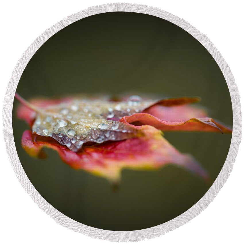 Autumn Round Beach Towel featuring the photograph Floating leaf by Jakub Sisak