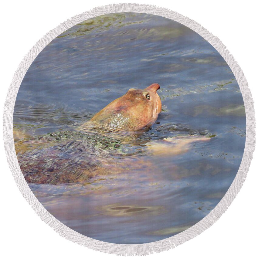 Turtle Round Beach Towel featuring the photograph Florida Softshell Turtle by Rosalie Scanlon