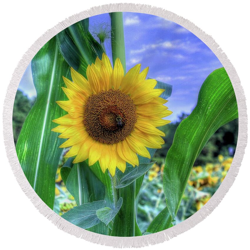 #sunflower Round Beach Towel featuring the photograph Flower # 38 by Albert Fadel