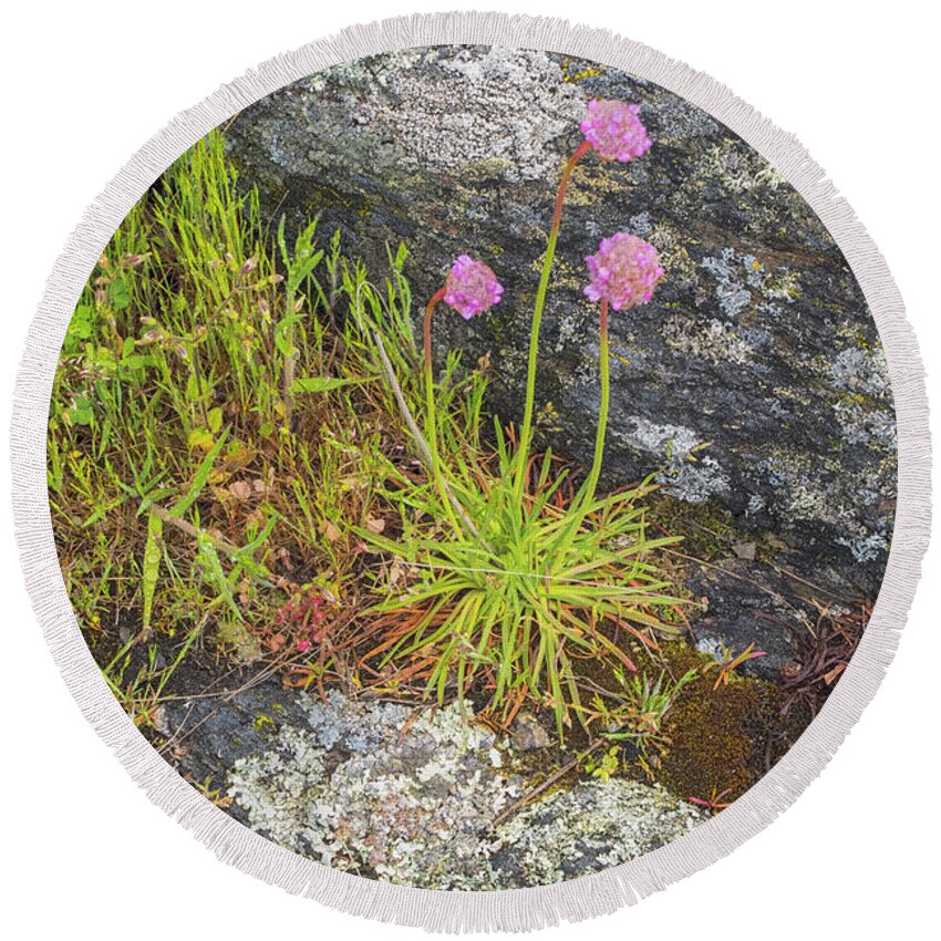 Oregon Coast Round Beach Towel featuring the photograph Flower And Rock by Tom Singleton