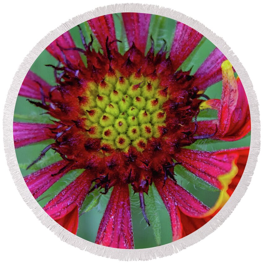 Flower Round Beach Towel featuring the photograph Flower by Tam Ryan