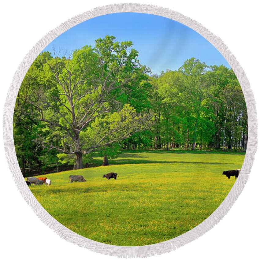 Yellow Flowering Cow Pasture Round Beach Towel featuring the photograph Flowering Cow Pasture by The James Roney Collection