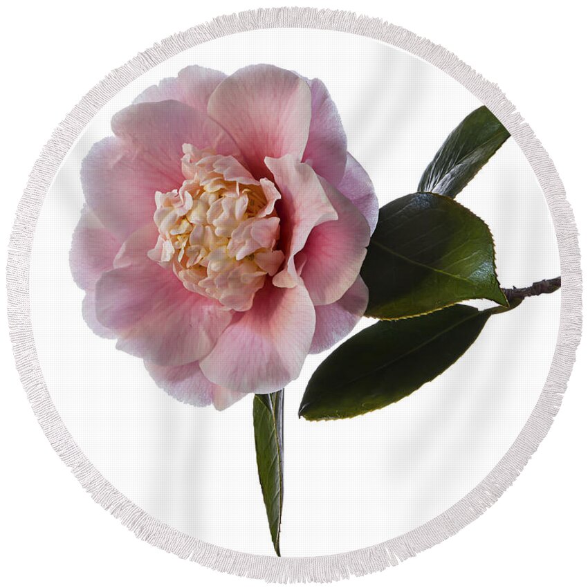 Flower Round Beach Towel featuring the photograph Fluffy Pink Camellia by Endre Balogh