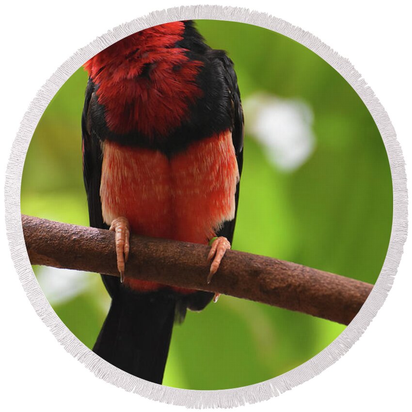 Bearded-barbet Round Beach Towel featuring the photograph Fluffy Red and Black Feathers on a Bearded Barbet by DejaVu Designs