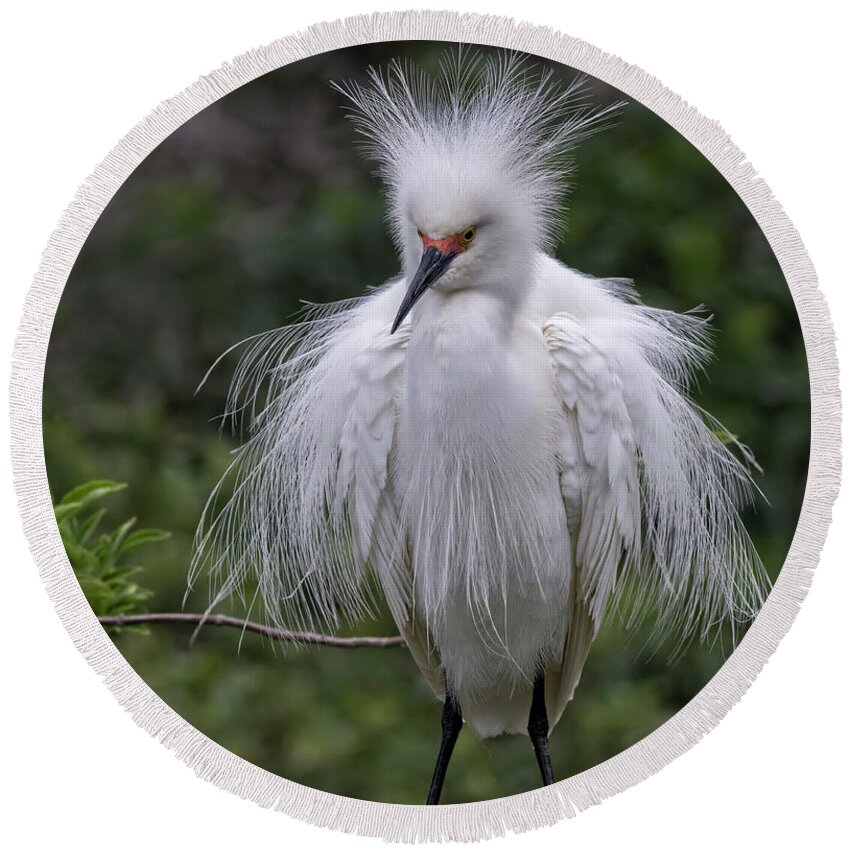 Snowy Round Beach Towel featuring the photograph Fluffy Snowy Egret by DB Hayes