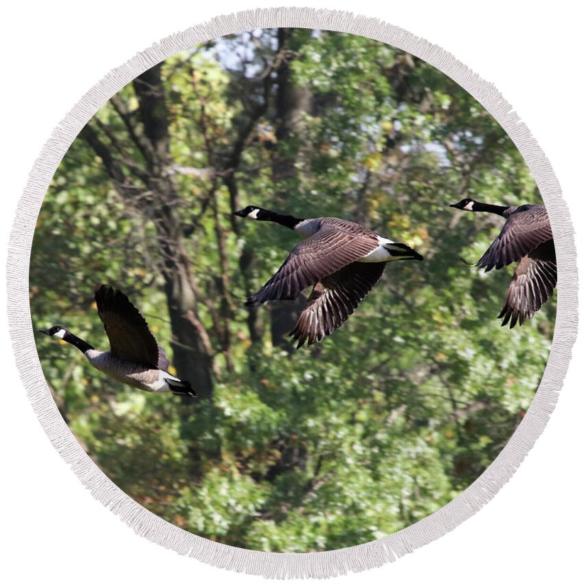 Geese Round Beach Towel featuring the photograph Fly Away by Jackson Pearson