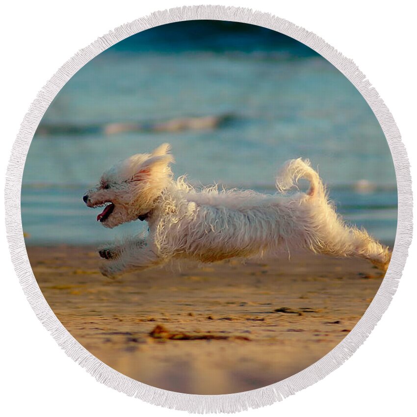 Dog Round Beach Towel featuring the photograph Flying Dog by Harry Spitz