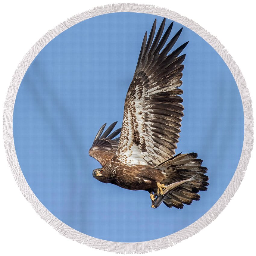 Bald Eagle Round Beach Towel featuring the photograph Flying High by Art Cole