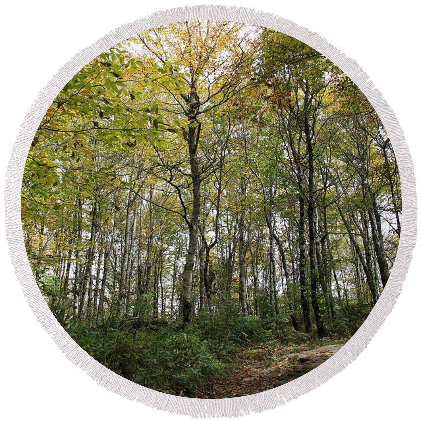 Forest Round Beach Towel featuring the photograph Forest Canopy by Allen Nice-Webb