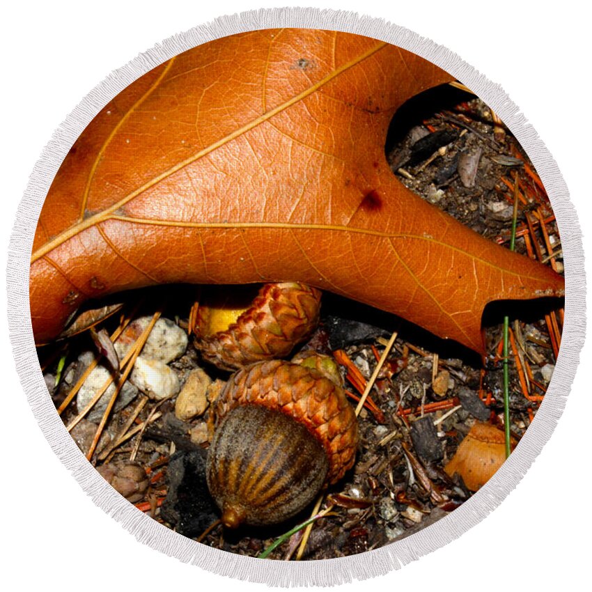 Nature Round Beach Towel featuring the photograph Forest Floor by Robert Morin