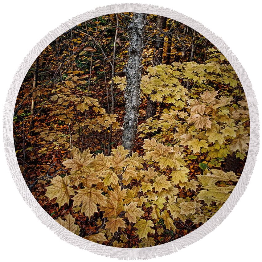 Forest Round Beach Towel featuring the photograph Forest Floor by Ron Weathers