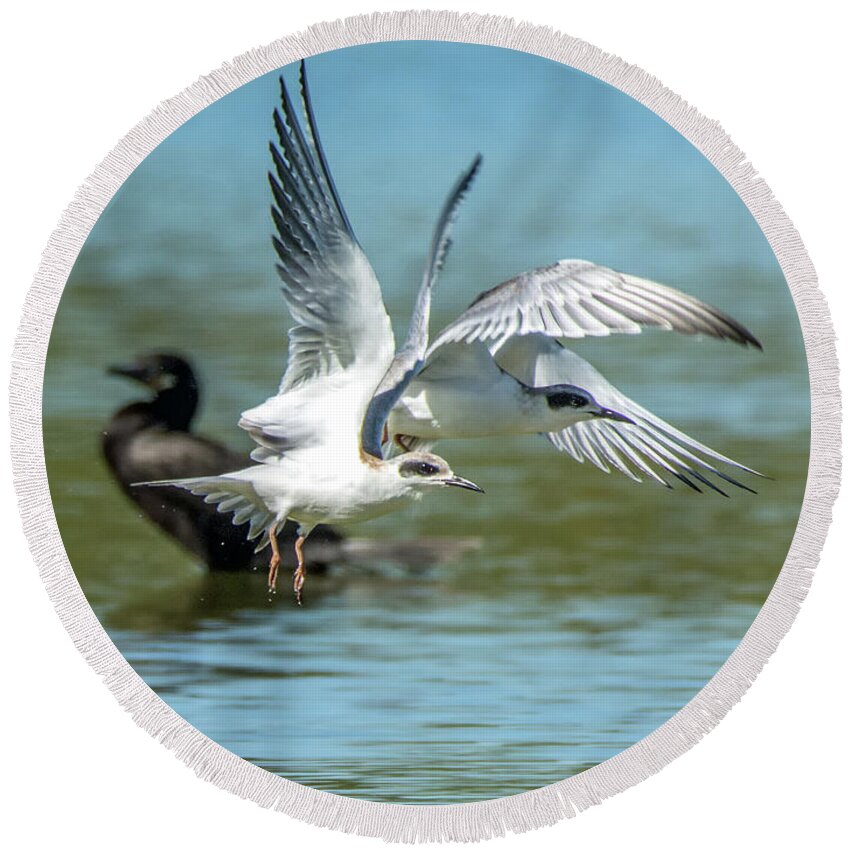 Forster's Round Beach Towel featuring the photograph Forster's Tern 5497-092117-2 by Tam Ryan