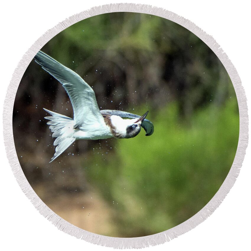 Forster's Round Beach Towel featuring the photograph Forster's Tern 5744-092217-1cr by Tam Ryan