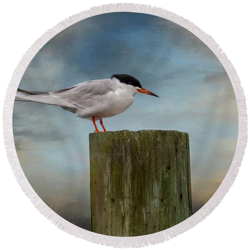 Bird Round Beach Towel featuring the photograph Forsters Tern by Cathy Kovarik
