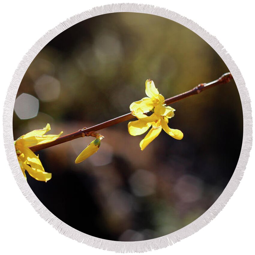 Nature Round Beach Towel featuring the photograph Forsythia flowers by Helga Novelli