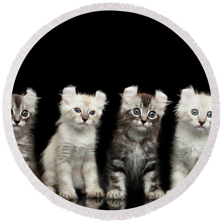 Curl Round Beach Towel featuring the photograph Four American Curl Kittens with Twisted Ears Isolated Black Background by Sergey Taran
