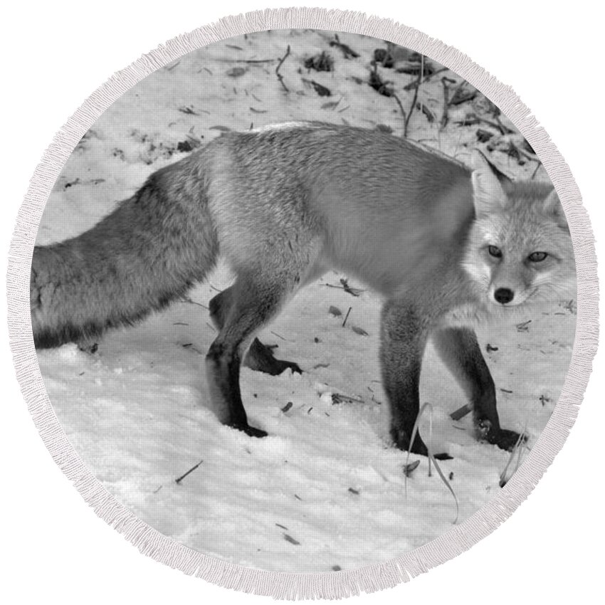 Grand Teton National Park Round Beach Towel featuring the photograph Fox In The Snow Black And White by Adam Jewell