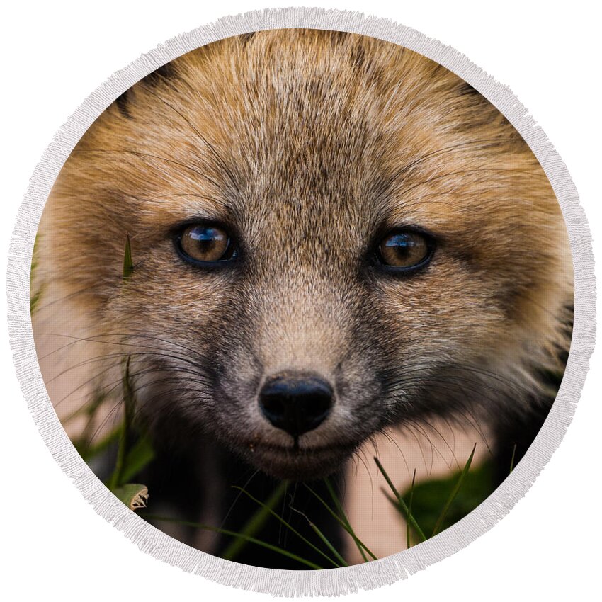 Fox Kit Round Beach Towel featuring the photograph Fox Kit #5 Up Close and Curious by Mindy Musick King