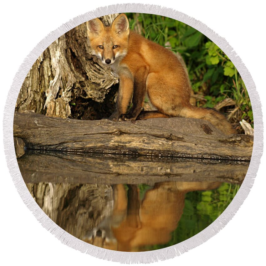 Petersonnaturephoto Nature Red Fox Foxes Kit Kits Puppy Puppies Pup Pups Baby Animals Animal Babies Minnesota Mn Summer Adorable Cute Cutie Cuties Wildlife Dog Dogs Canine Canines Wild Foxy Fur Hunting Hunters Trapping Trappers Gift Gifts Orange Predator Predators Portrait Carnivore Furry Close-up Beauty Beautiful Creature Creatures Furbearer Young Mammal Mammals Natural Hunter Little Habitat Digital Rural Vertical Environment Juvenile Reflection Reflections Kayaking Kayak Lake Hanson Lakes Round Beach Towel featuring the photograph Fox Reflection by James Peterson