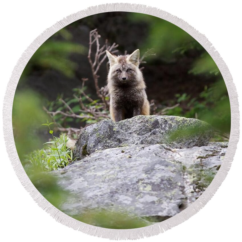 Fox Round Beach Towel featuring the photograph Foxy by Dillon Kalkhurst