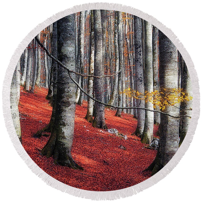 Forest Round Beach Towel featuring the photograph Fragility II by Mikel Martinez de Osaba