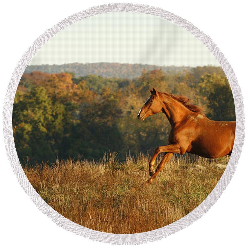 Horse Round Beach Towel featuring the photograph Freedom in the Late Afternoon by Carol Lynn Coronios