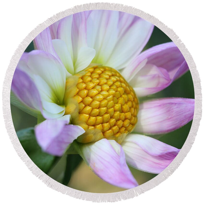 Connie Handscomb Round Beach Towel featuring the photograph Fresh As A Dahlia by Connie Handscomb