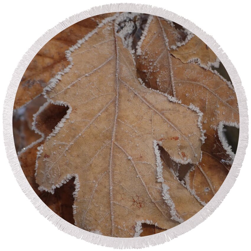 Frost Round Beach Towel featuring the photograph Frosted Oak by Brooke Bowdren