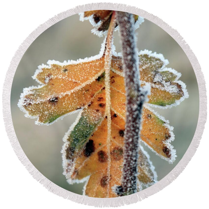 Winter Morning Frost Frosty Leaf Round Beach Towel featuring the photograph Frosty leaf by Julia Gavin