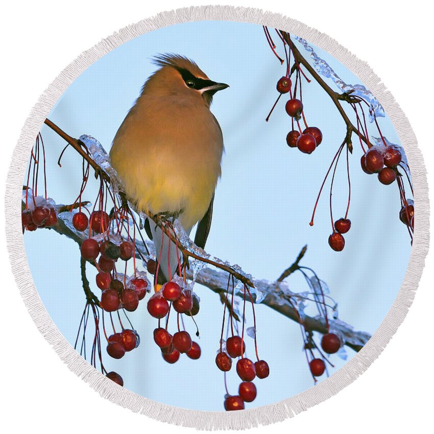 Cedar Waxwing Round Beach Towel featuring the photograph Frozen Dinner by Tony Beck