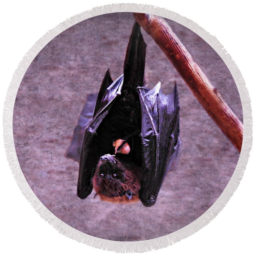 Fruit Bat Round Beach Towel featuring the photograph Fruit Bat by Dark Whimsy
